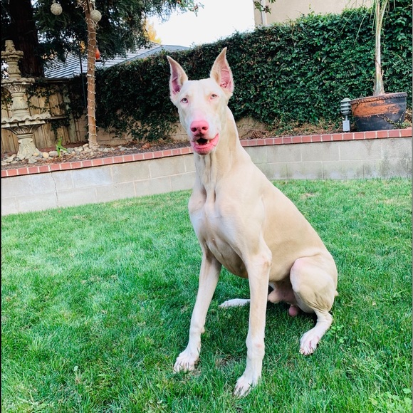 Meet your Posher, Serena - Picture 8 of 9